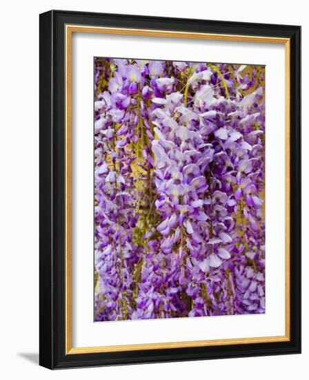 Wisteria Blooming in Spring, Sonoma Valley, California, USA-Julie Eggers-Framed Photographic Print