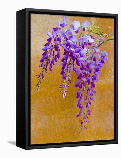 Wisteria Blooming in Spring, Sonoma Valley, California, USA-Julie Eggers-Framed Premier Image Canvas