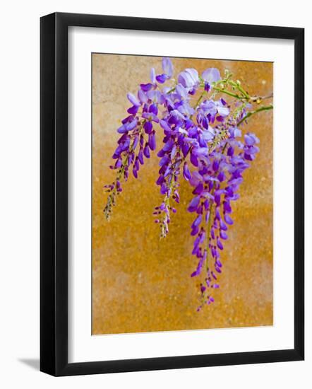 Wisteria Blooming in Spring, Sonoma Valley, California, USA-Julie Eggers-Framed Photographic Print