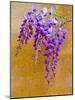 Wisteria Blooming in Spring, Sonoma Valley, California, USA-Julie Eggers-Mounted Photographic Print