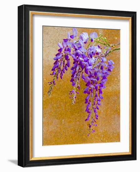 Wisteria Blooming in Spring, Sonoma Valley, California, USA-Julie Eggers-Framed Photographic Print