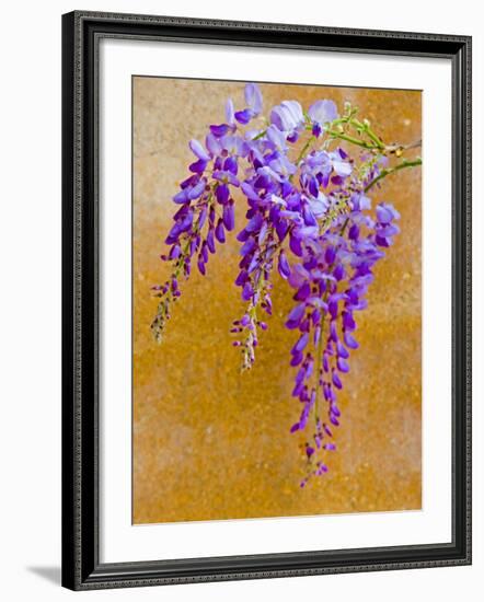 Wisteria Blooming in Spring, Sonoma Valley, California, USA-Julie Eggers-Framed Photographic Print