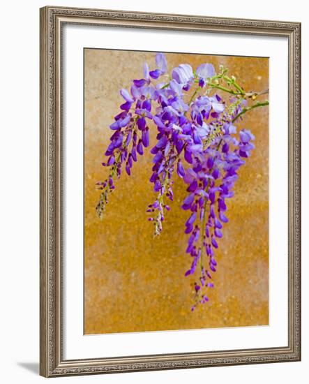 Wisteria Blooming in Spring, Sonoma Valley, California, USA-Julie Eggers-Framed Photographic Print