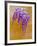 Wisteria Blooming in Spring, Sonoma Valley, California, USA-Julie Eggers-Framed Photographic Print