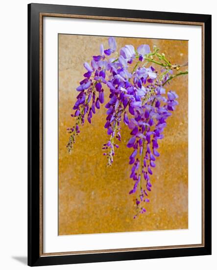 Wisteria Blooming in Spring, Sonoma Valley, California, USA-Julie Eggers-Framed Photographic Print