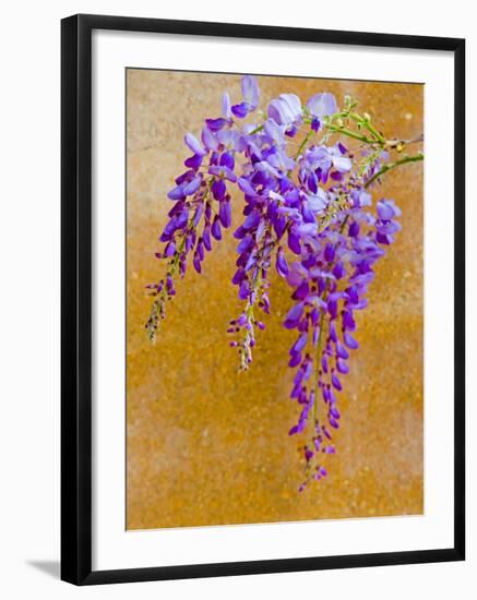 Wisteria Blooming in Spring, Sonoma Valley, California, USA-Julie Eggers-Framed Photographic Print