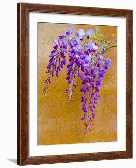 Wisteria Blooming in Spring, Sonoma Valley, California, USA-Julie Eggers-Framed Photographic Print