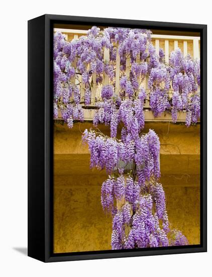 Wisteria Blooming in Spring, Sonoma Valley, California, USA-Julie Eggers-Framed Premier Image Canvas