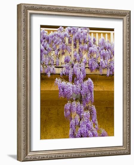 Wisteria Blooming in Spring, Sonoma Valley, California, USA-Julie Eggers-Framed Photographic Print