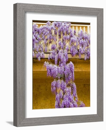 Wisteria Blooming in Spring, Sonoma Valley, California, USA-Julie Eggers-Framed Photographic Print