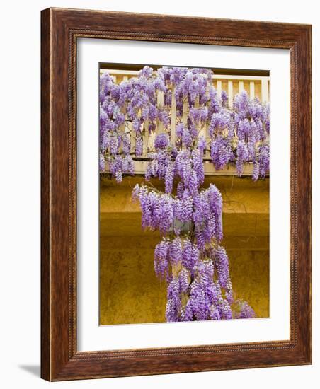 Wisteria Blooming in Spring, Sonoma Valley, California, USA-Julie Eggers-Framed Photographic Print