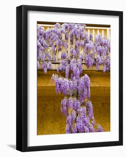 Wisteria Blooming in Spring, Sonoma Valley, California, USA-Julie Eggers-Framed Photographic Print