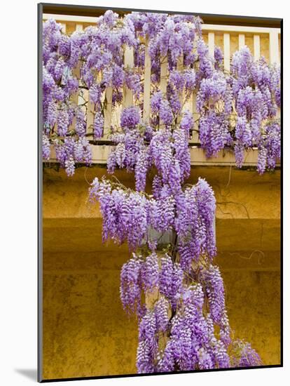 Wisteria Blooming in Spring, Sonoma Valley, California, USA-Julie Eggers-Mounted Photographic Print