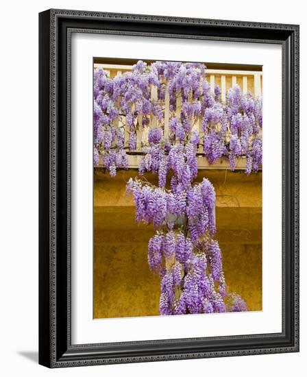 Wisteria Blooming in Spring, Sonoma Valley, California, USA-Julie Eggers-Framed Photographic Print