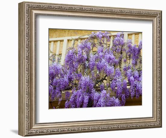 Wisteria Blooming in Spring, Sonoma Valley, California, USA-Julie Eggers-Framed Photographic Print