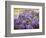 Wisteria Blooming in Spring, Sonoma Valley, California, USA-Julie Eggers-Framed Photographic Print