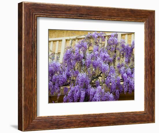 Wisteria Blooming in Spring, Sonoma Valley, California, USA-Julie Eggers-Framed Photographic Print