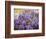 Wisteria Blooming in Spring, Sonoma Valley, California, USA-Julie Eggers-Framed Photographic Print