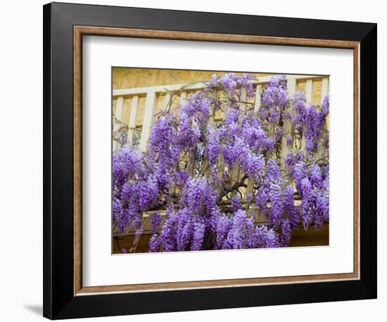 Wisteria Blooming in Spring, Sonoma Valley, California, USA-Julie Eggers-Framed Photographic Print