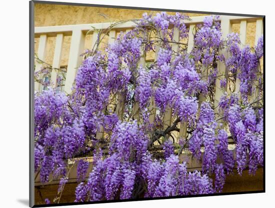 Wisteria Blooming in Spring, Sonoma Valley, California, USA-Julie Eggers-Mounted Photographic Print