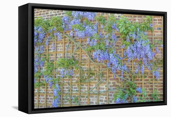 Wisteria, Chateau de Martainville, Normandy, France-Jim Engelbrecht-Framed Premier Image Canvas