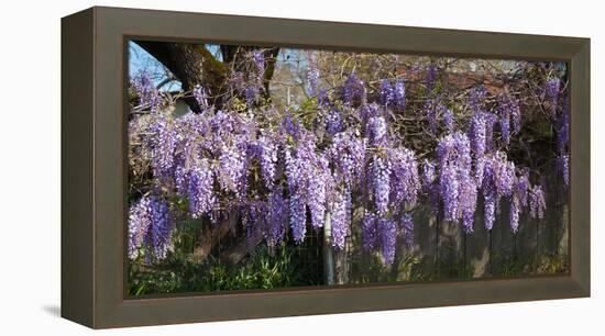 Wisteria Flowers in Bloom, Sonoma, California, USA-null-Framed Stretched Canvas