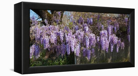 Wisteria Flowers in Bloom, Sonoma, California, USA-null-Framed Stretched Canvas