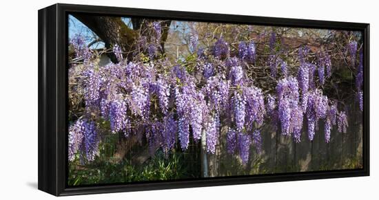 Wisteria Flowers in Bloom, Sonoma, California, USA-null-Framed Stretched Canvas