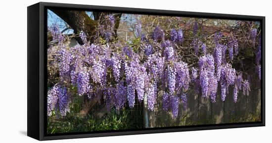 Wisteria Flowers in Bloom, Sonoma, California, USA-null-Framed Stretched Canvas