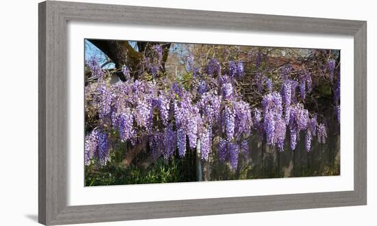 Wisteria Flowers in Bloom, Sonoma, California, USA-null-Framed Photographic Print