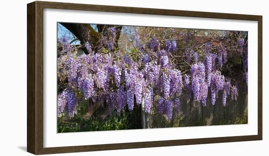 Wisteria Flowers in Bloom, Sonoma, California, USA-null-Framed Photographic Print