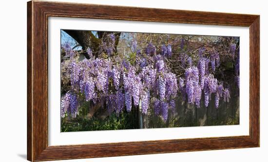 Wisteria Flowers in Bloom, Sonoma, California, USA-null-Framed Photographic Print