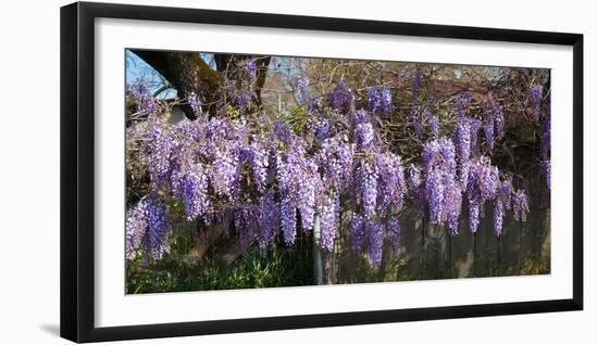 Wisteria Flowers in Bloom, Sonoma, California, USA-null-Framed Photographic Print