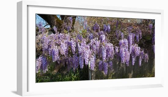 Wisteria Flowers in Bloom, Sonoma, California, USA-null-Framed Photographic Print