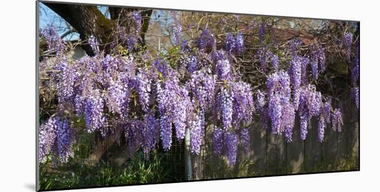 Wisteria Flowers in Bloom, Sonoma, California, USA-null-Mounted Photographic Print