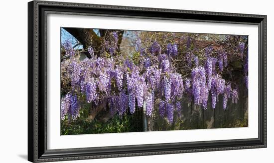 Wisteria Flowers in Bloom, Sonoma, California, USA-null-Framed Photographic Print