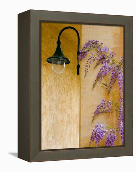 Wisteria Growing at St. Francis Vineyards and Winery, Sonoma Valley, California, USA-Julie Eggers-Framed Premier Image Canvas