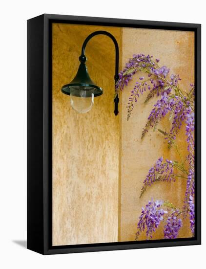 Wisteria Growing at St. Francis Vineyards and Winery, Sonoma Valley, California, USA-Julie Eggers-Framed Premier Image Canvas