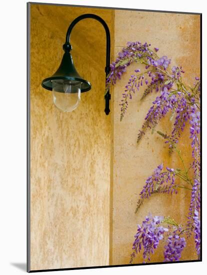 Wisteria Growing at St. Francis Vineyards and Winery, Sonoma Valley, California, USA-Julie Eggers-Mounted Photographic Print