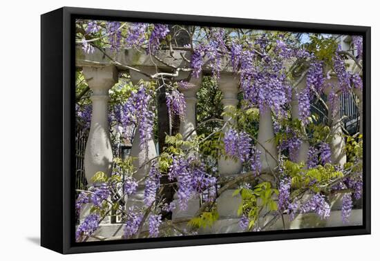 Wisteria growing on column fence in downtown Charleston, South Carolina-Darrell Gulin-Framed Premier Image Canvas