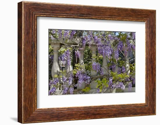 Wisteria growing on column fence in downtown Charleston, South Carolina-Darrell Gulin-Framed Photographic Print