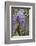 Wisteria sinensis-Jim Engelbrecht-Framed Photographic Print