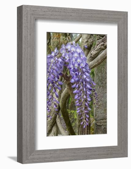 Wisteria sinensis-Jim Engelbrecht-Framed Photographic Print