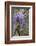 Wisteria sinensis-Jim Engelbrecht-Framed Photographic Print