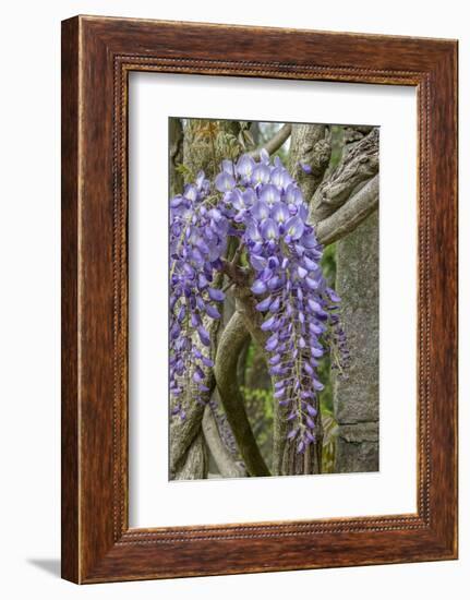 Wisteria sinensis-Jim Engelbrecht-Framed Photographic Print