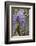 Wisteria sinensis-Jim Engelbrecht-Framed Photographic Print