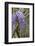 Wisteria sinensis-Jim Engelbrecht-Framed Photographic Print