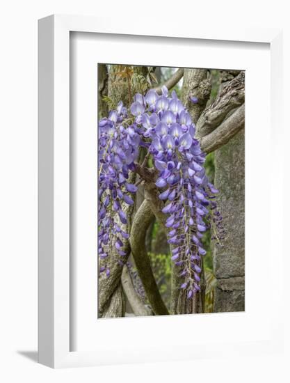 Wisteria sinensis-Jim Engelbrecht-Framed Photographic Print