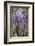 Wisteria sinensis-Jim Engelbrecht-Framed Photographic Print