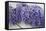 Wisteria Sp-Dr. Keith Wheeler-Framed Premier Image Canvas